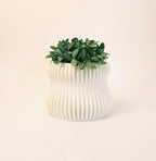 Glow and Grow Bundle Lamp and Planter Set Home Decor Gift Glenbrookhome